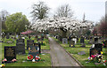 SJ7056 : Cherry blossom at Coppenhall Cemetery by Espresso Addict