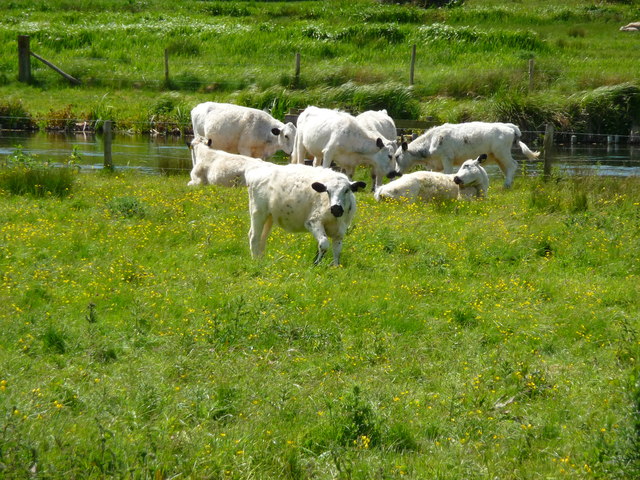 Winchester - Grazing Cows