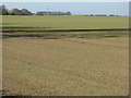 NT4364 : Spring barley at Peaston by M J Richardson