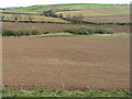 NT5673 : East Lothian spring by M J Richardson