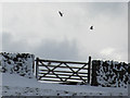 SD8073 : Field gate and birds north of Newhouses by John S Turner