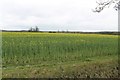 TF0629 : Oil Seed Rape field by J.Hannan-Briggs