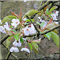 SP9910 : Wild Cherry Flowers by Roger Jones