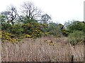 NZ1159 : Flowering gorse on scrubby land by Christine Johnstone