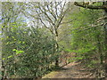 SE4786 : Woodland footpath along Birk Bank by peter robinson