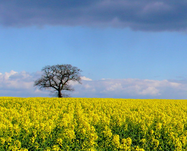 Rapeseed Field at Turkey Farm