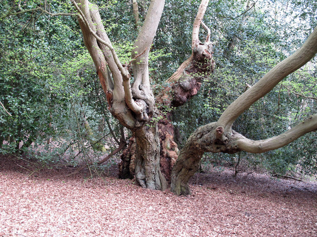 Venerable Hornbeam 