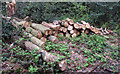 TQ4893 : Cut logs by Roger Jones