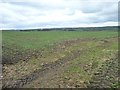 NZ1447 : Emerging cereal crop by Christine Johnstone