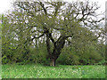 TQ4693 : Oak on the edge of the wood by Roger Jones