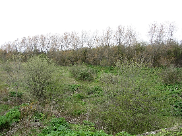 Hogweed infestation