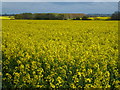 TF0403 : Rape fields south of Burghley Park, Stamford by Richard Humphrey