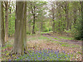 NZ1222 : Woodland track with bluebells by Trevor Littlewood