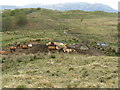 NM9829 : Cattle feeding area by M J Richardson