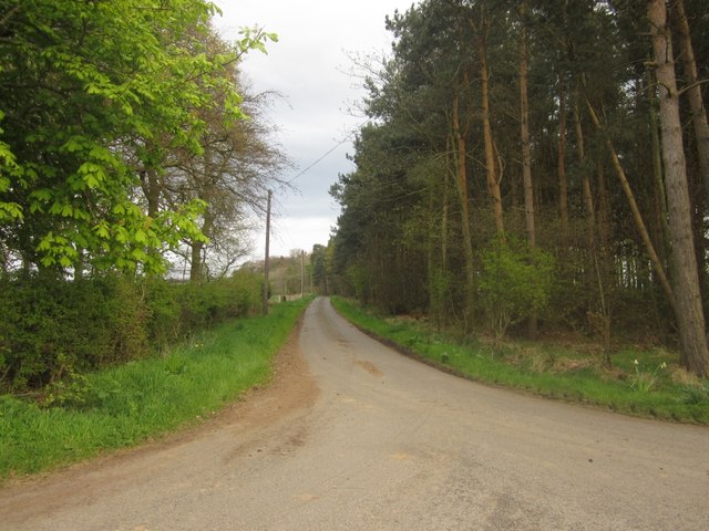 The tree lined road to Laverock Law Farm