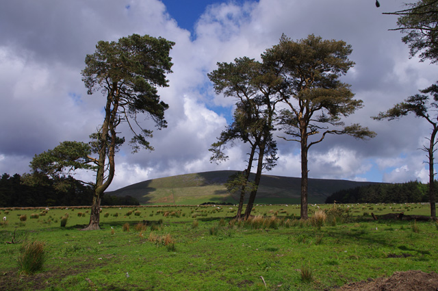 Scots pines near Bleasdale church