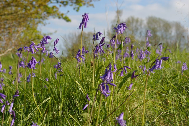 Bluebells off the London Loop, Farnborough