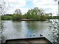 SJ7371 : Mallards near an angling platform, Shakerley Mere by Christine Johnstone