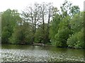 SJ7371 : Lake shore, northern end of Shakerley Mere by Christine Johnstone