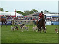 SX9891 : Devon County Show - parade of hounds by Chris Allen