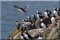 NT6599 : Puffins on the Isle of May by Walter Baxter