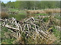 NO2151 : Beaver dam at Gauldswell Wood by M J Richardson