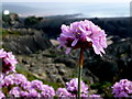 SS4544 : Thrift (genus Armeria) on Barricane Beach by Nigel Mykura