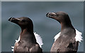 NT6599 : Razorbills (Alca torda) on the Isle of May by Walter Baxter