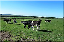  : Cattle at Dykefoot by Mary and Angus Hogg