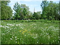 TQ3176 : View from within the Nature Conservation Area at Myatts Fields Park by Marathon