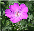 NM2624 : Bloody Cranesbill (Geranium sanguineum) by Anne Burgess