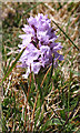 NM2624 : Orchid by Anne Burgess