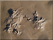  : Worm casts on Mersehead Sands by Walter Baxter