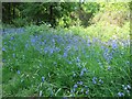 NX4350 : Bluebells in the Forest by Bill Nicholls