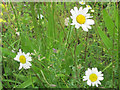 SP9314 : Ox-eye Daisy in Cornfield at College Lake by Chris Reynolds