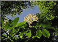 SX9364 : Elder flower below Bishop's Walk by Derek Harper