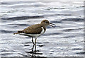 NT2422 : A common sandpiper at St Mary's Loch by Walter Baxter