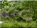 SJ9998 : Walkerwood Reservoir by David Dixon