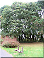 TL1706 : Looking towards the Old Oak, Hill End Hospital Cemetery, St Albans by Chris Reynolds