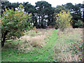 TL1706 : Overgrown Burial Plots at Hill End Hospital Cemetery, St Albans by Chris Reynolds