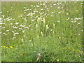 TQ0349 : Chalk Grassland, Albury Downs by Colin Smith