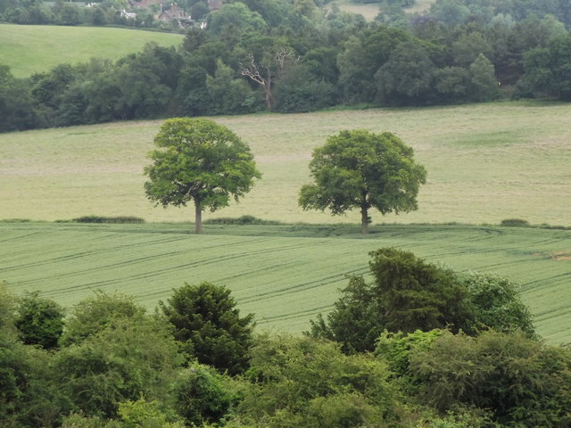 Two Trees