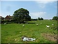 TA1275 : Shorn sheep at Reighton by Christine Johnstone