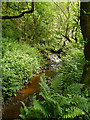 SD9801 : Staly Brook, Castle Clough by David Dixon