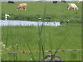 NJ4902 : Black-headed gulls with young on southeast pond at Crossfold by Stanley Howe