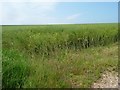 TA1271 : Oil seed rape crop, West Field by Christine Johnstone