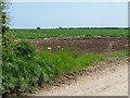 TA0971 : Vegetable field north of Maiden's Grave by Christine Johnstone