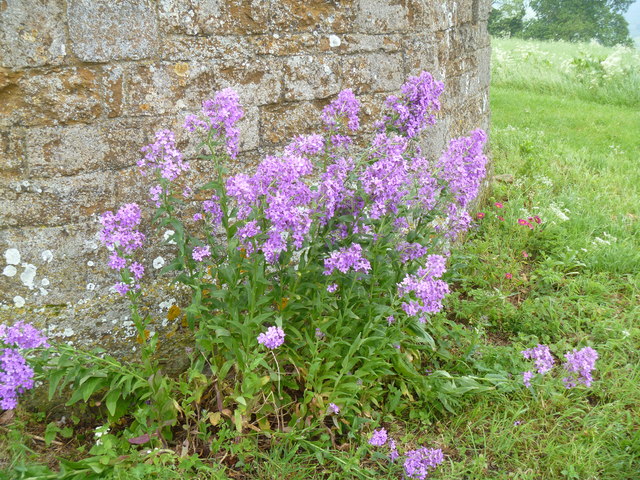 Windmill flowers