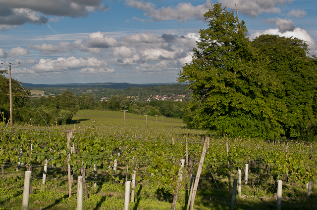 Denbies Vineyard