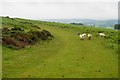 SO2556 : The old racecourse, Hergest Ridge by Jim Barton